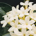 Wax flower
